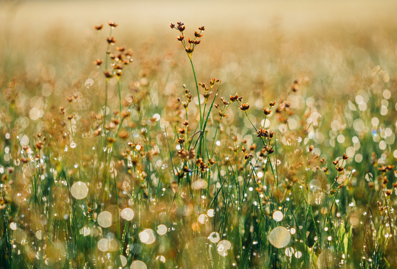 Flowers in a Field